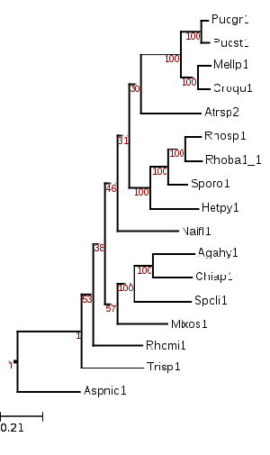 Maximum likelihood tree showing phylogenetic position of Chionosphaera apobasidialis (Chiap1)
