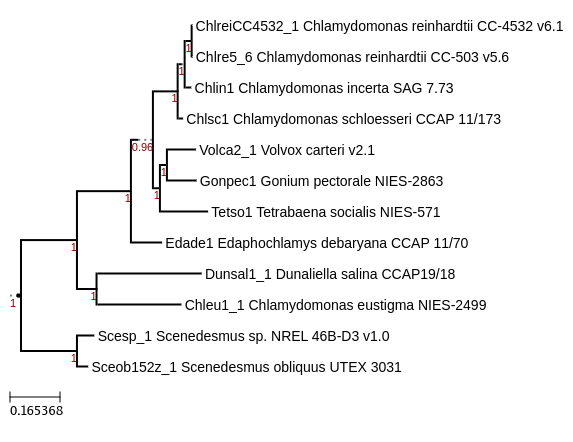 Maximum-Likelihood phylogeny generated by FastTree for Chlamydomonas eustigma NIES-2499 and other Chlorophyta 