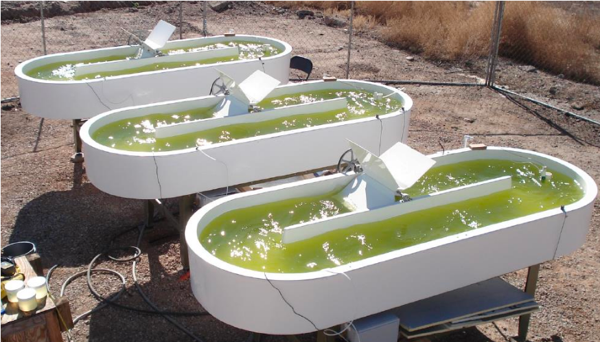 Batch cultures of Chlorella sorokiniana DOE1412 grown in raceway ponds at the PNNL testbed site in Arizona. Photo credit: Michael Huesemann, PNNL.