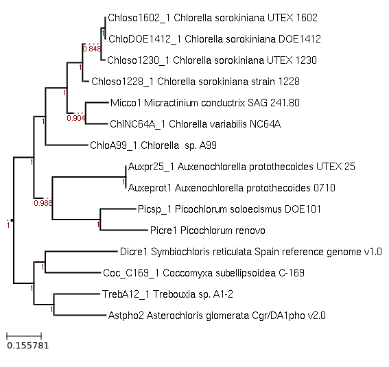 Species tree of Chlorella sorokiniana strain 1228 Maximum-Likelihood phylogeny generated by FastTree for Chlorella sorokiniana strain 1228 and other example Chlorophyta species
