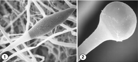 Figure 1) Fusiform chlamydospores of A. padenii. Figure 2) deliquesced sporangial wall of A. padenii. Images by Kerry O'Donnell.