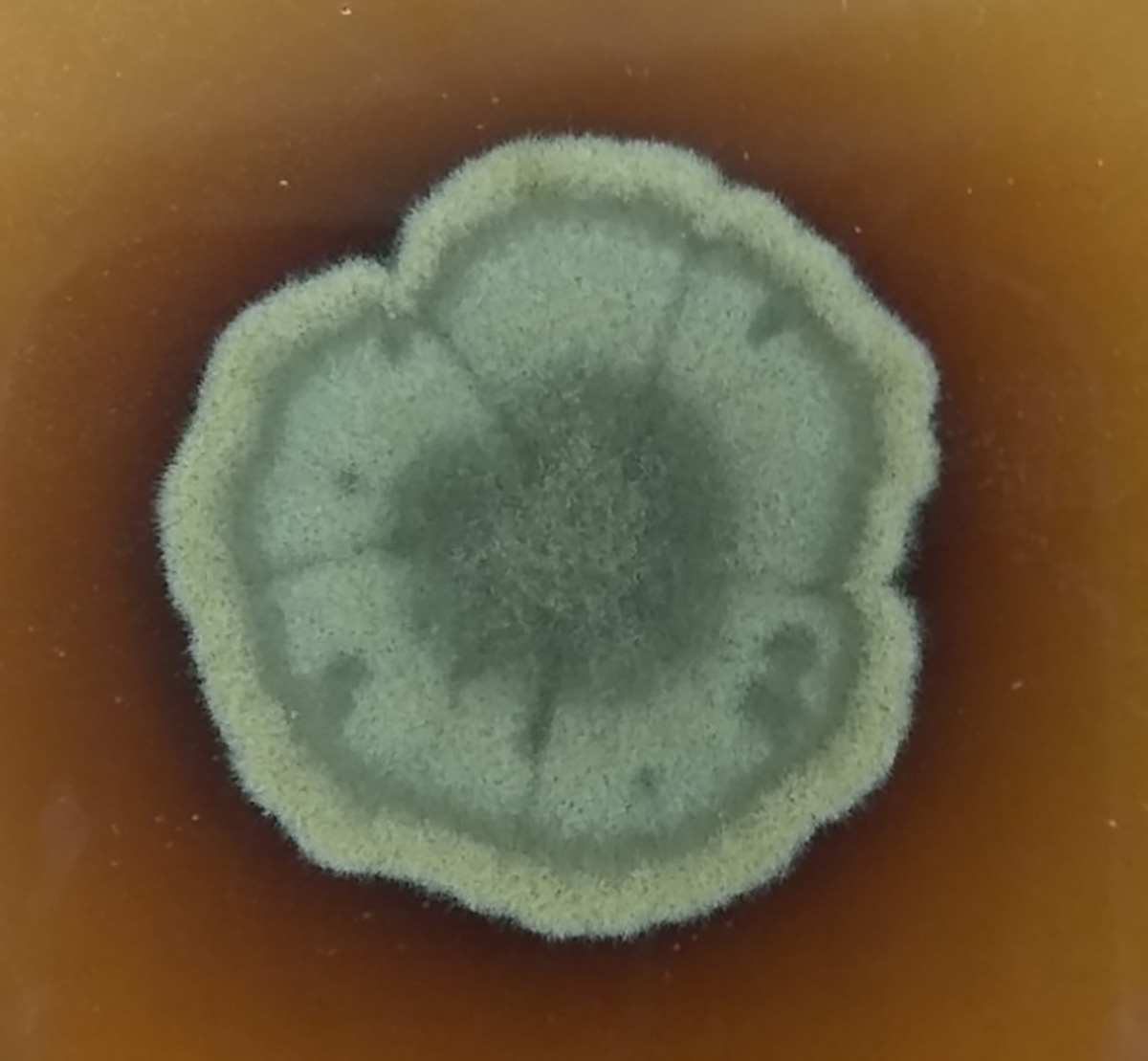 Photo of Cladophialophora sp. E105-34 v1.0