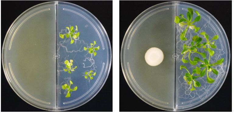 Phenotype produced by the gaseous emissions of Clavispora lusitaniae MJ12 on the growth of Arabidopsis thaliana after 21 days of co-cultivation. 
Left: Control (not inoculated), Right: Inoculated with C. lusitaniae MJ12. Photo credit: Camarena-Pozos, David A.