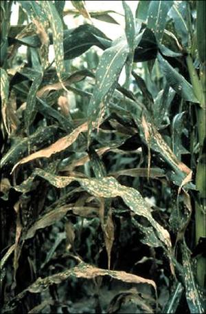 Cochliobolus carbonum on maize in the field, circa 1981, Cornell University.  Image provided by Jonathan Walton, Michigan State University.