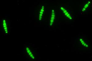 Cochliobolus sativus spores expressing GFP. Picture taken by <a href='mailto:yueqiang.leng@ndsu.edu'>Yueqiang Leng</a> and <a href='mailto:shaobin.zhong@ndsu.edu'>Shaobin Zhong</a>