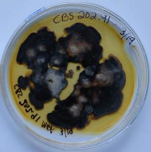 Coccomyces strobi on malt extract agar