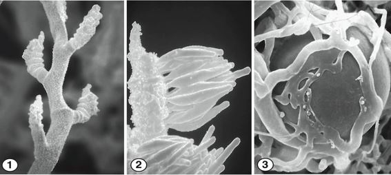 Fig 1) Spirally arranged branched sporangiospores of C. mojavensis. Fig 2) At maturity, each fertile branch produces a cluster of elongate, unispored sporangia. Fig 3) Globose, smooth-walled zygospores of C. mojavensis. Images by Kerry O'Donnell.