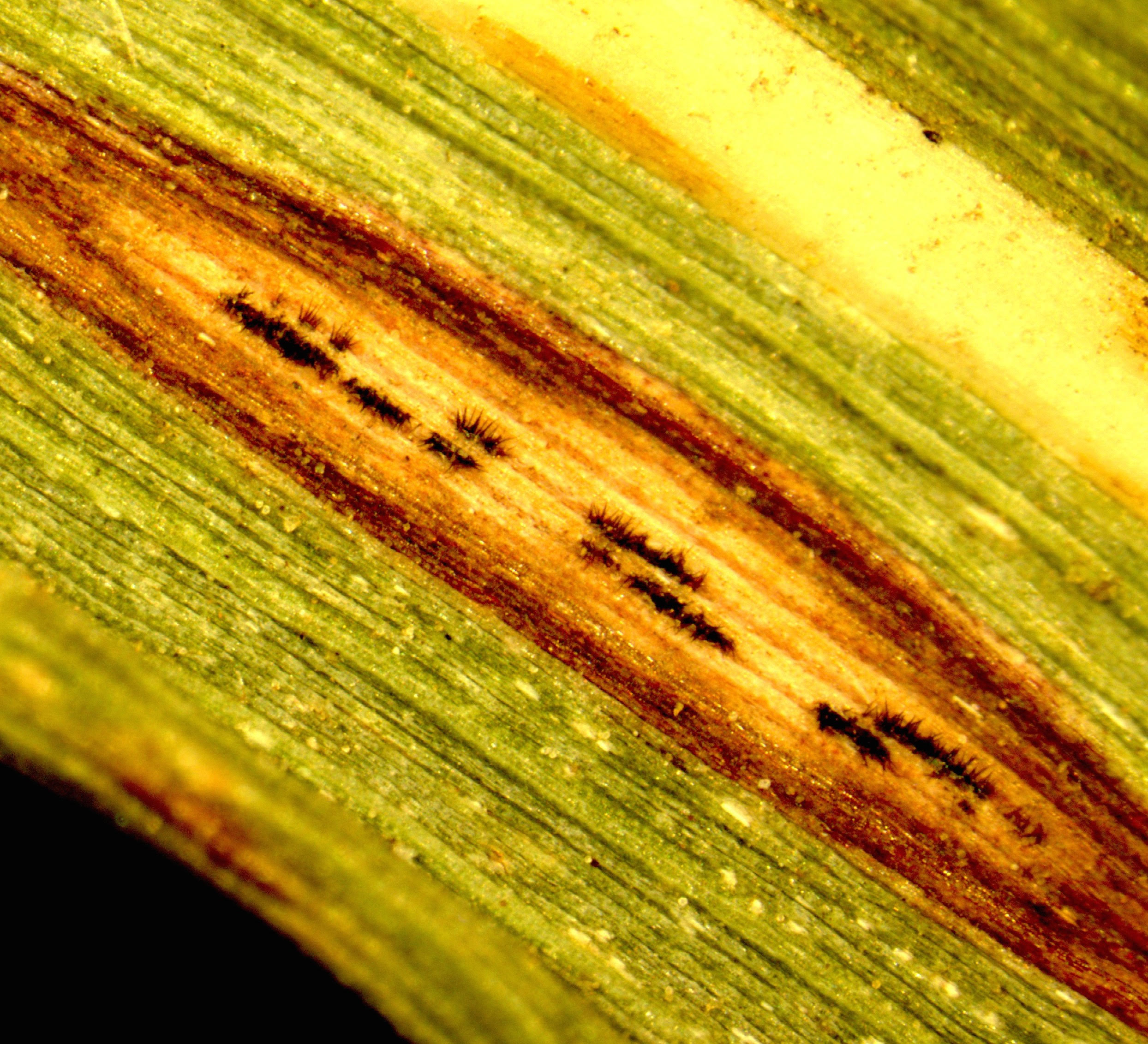 Anthracnose on switchgrass caused by Colletotrichum. Image Credit: Jo Anne Crouch.