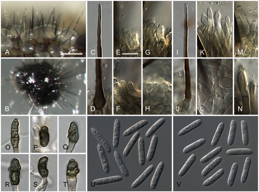 Photo of Colletotrichum destructivum CBS 520.97