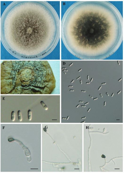 Photo of Colletotrichum fructicola Cf413