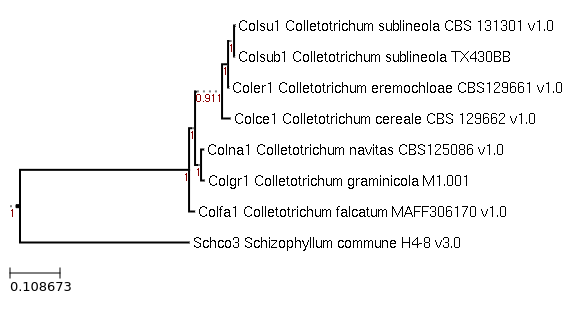 Photo of Colletotrichum sublineola TX430BB