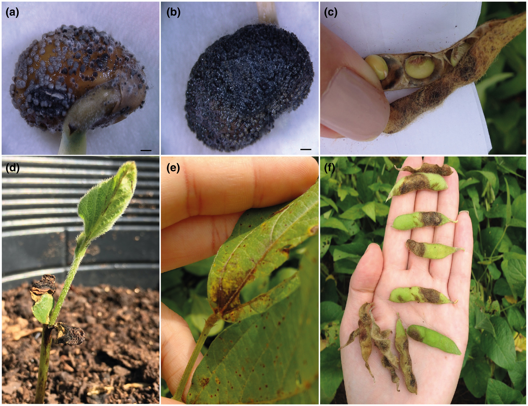 Photo of Colletotrichum truncatum CMES1059