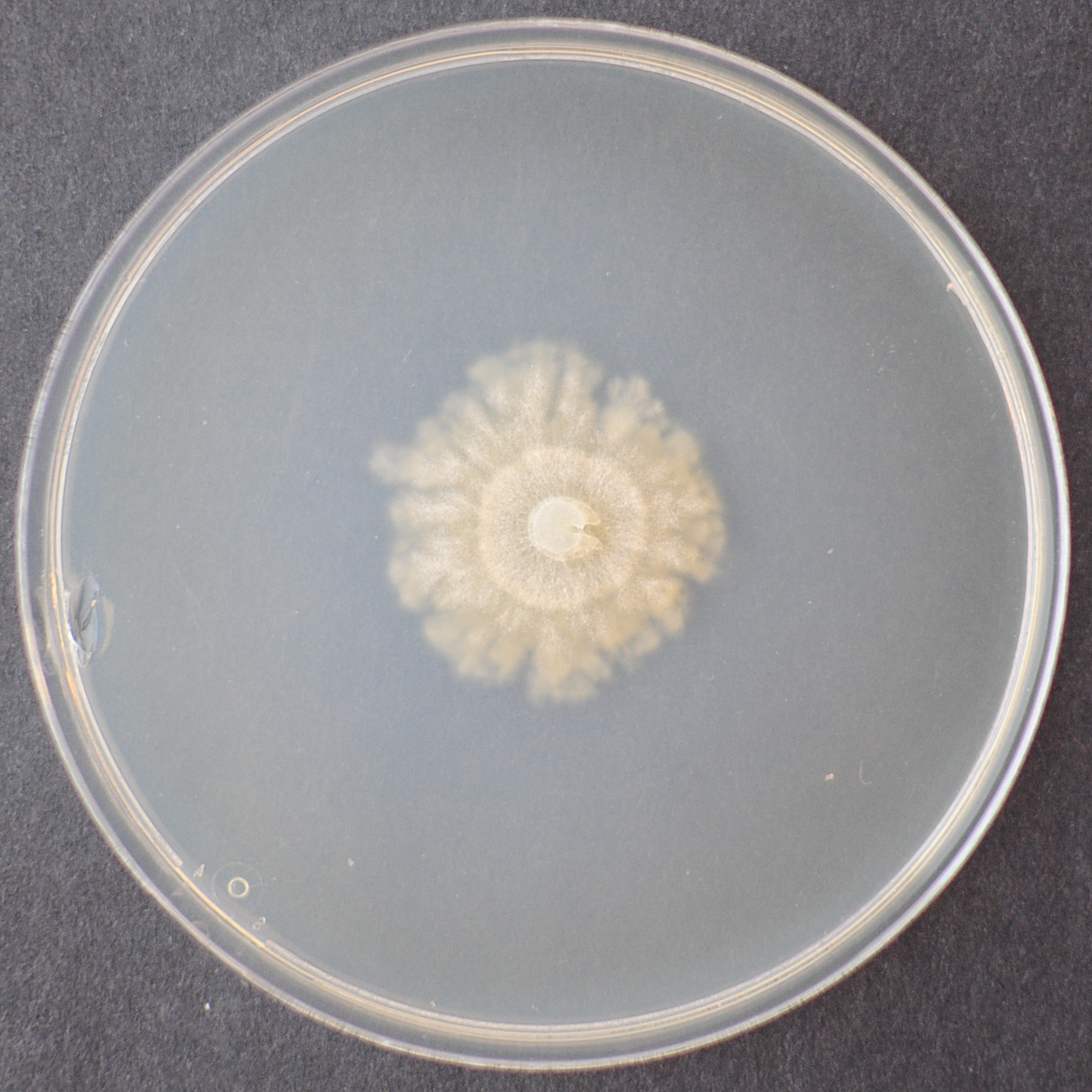 Photo of Clitocybe sp. JGI1119283 v1.0