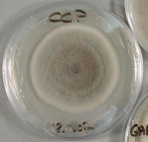 The mycelial culture of the sequenced strain of Corynespora cassiicola (credits: V. Pujade-Renaud, CIRAD).