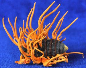 Image of fruiting bodies of Cordyceps militaris formed a caterpillar pupa