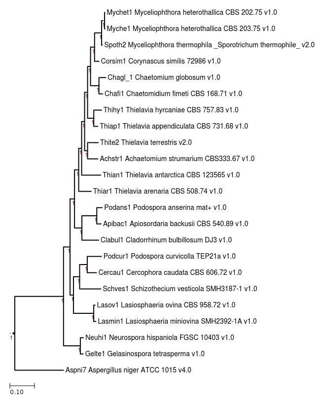 Maximum Likelihood phylogeny showing phylogenetic position of Myceliophthora (Corynascus) similis.