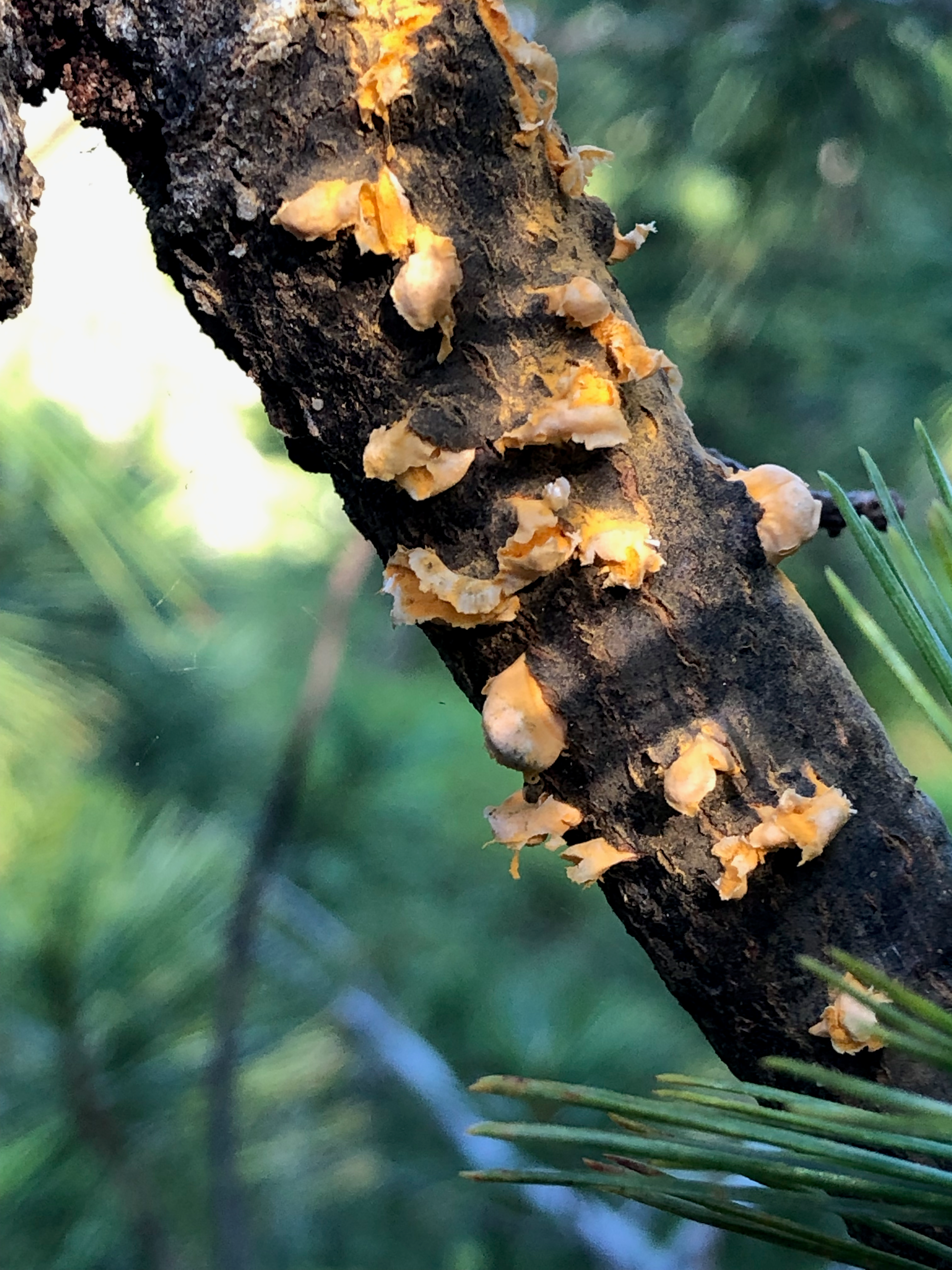 Symptoms of pine blister rust. 