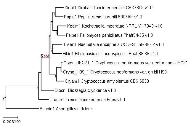 Cryptococcus amylolentus CBS 6039