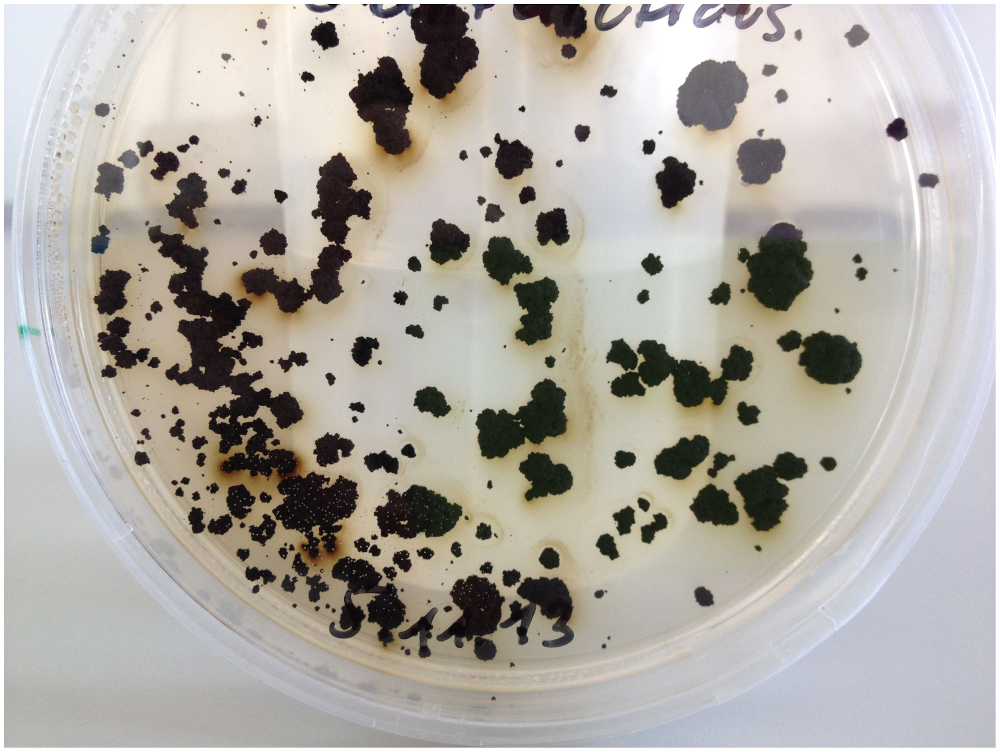 Growth of Cryomyces antarcticus on agar plate.
