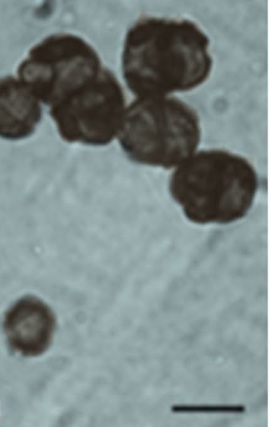 Photo of Cryomyces minteri CCFEE 5187