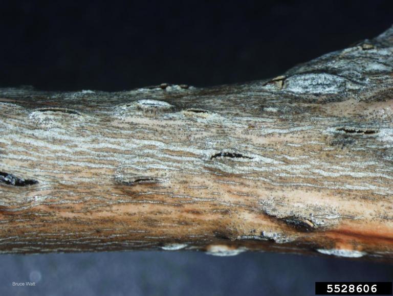 Pycnidia of Cryptodiaporthe populea, the causal agent of Dothichiza canker, under surface of poplar bark.
Image Credit: Bruce Watt, University of Maine