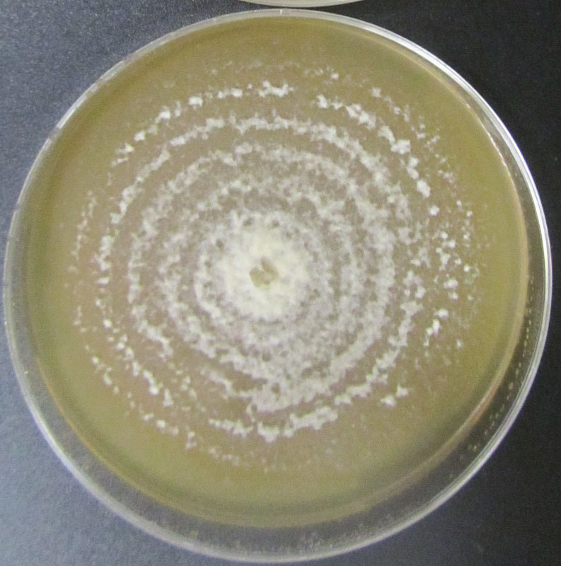 Cryptodiaporthe sp. AZ0812 on 2% malt extract agar (MEA). photo credit: J. M. U'Ren.