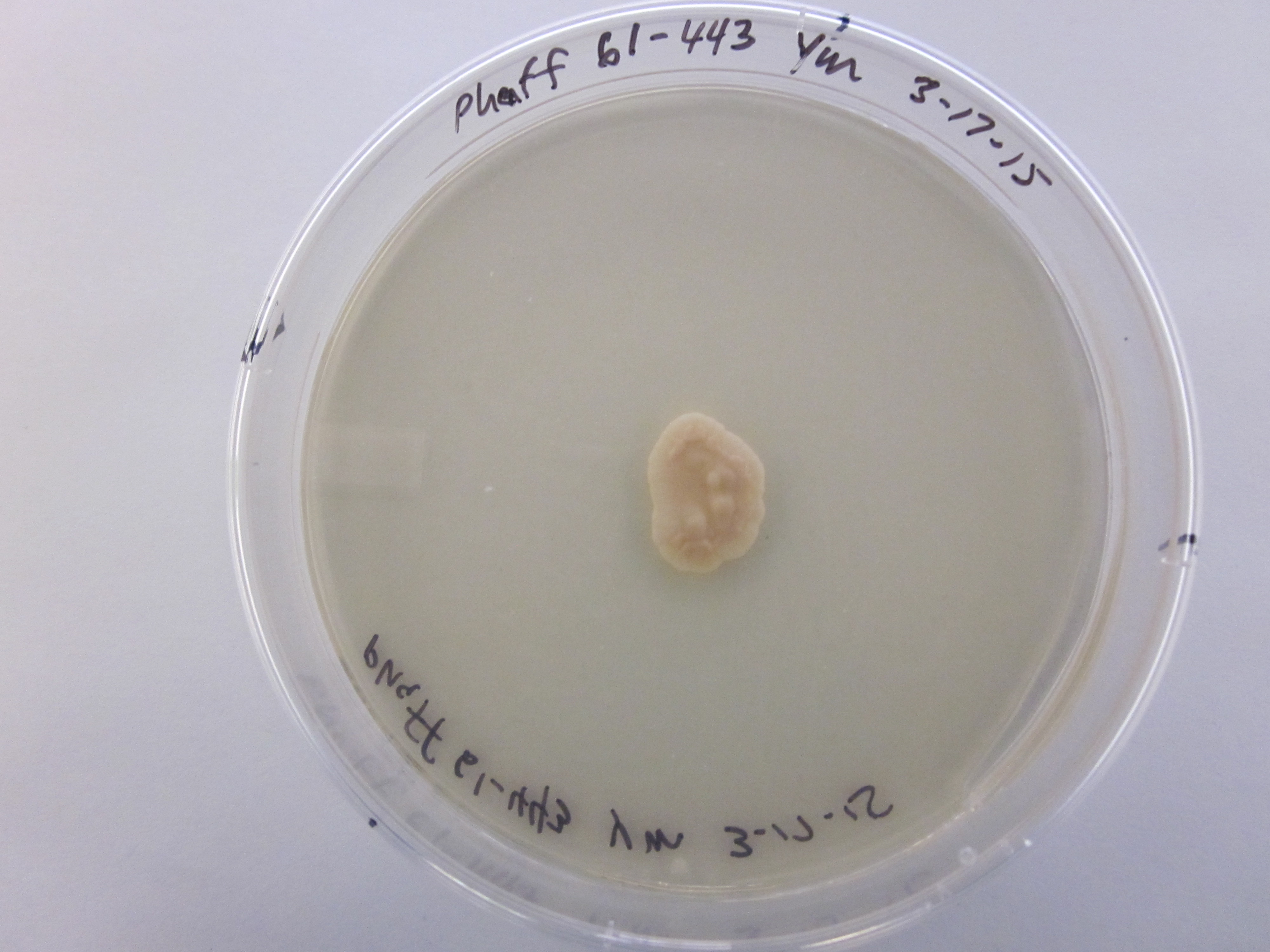 Photo of Cryptococcus terreus 61-443 v1.0