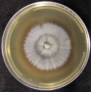 Teichospora sp. FL1471 on 2% malt extract agar (MEA). Photo credit: J. M. U’Ren