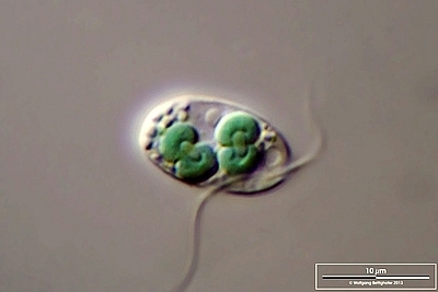 Cyanophora paradoxa showing cyanelles in binary fission, nucleus
and flagellae. [Image credit: Wolfgang Bettighofer, <a
href="https://creativecommons.org/licenses/by-nc-nd/3.0/"
target="_new">CC BY-NC-ND 3.0</a>, via <a
href="https://planktonnet.awi.de/index.php?contenttype=image_details&amp;itemid=62238#content"
 target="_new">planktonnet</a>]