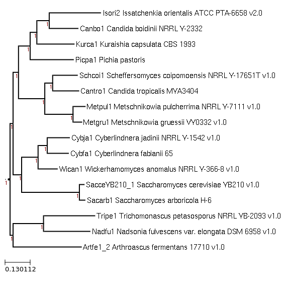 Maximum-Likelihood phylogeny generated by FastTree for Cyberlindnera fabianii 65 and related species