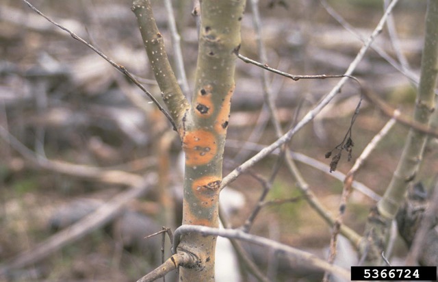 Colorful symptoms of Cytospora canker (Cytospora sp.) on the trunk of an aspen tree (Populus tremuloides).