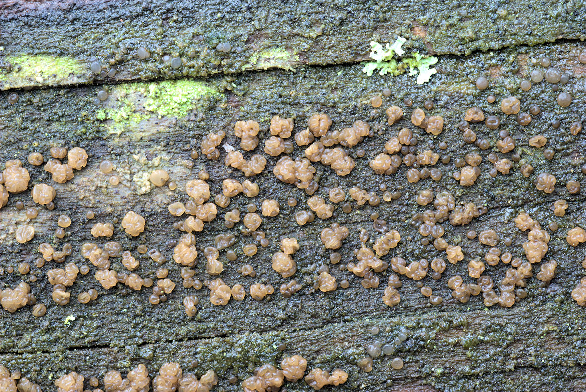 Dacrymyces tortus fruiting on a pine log