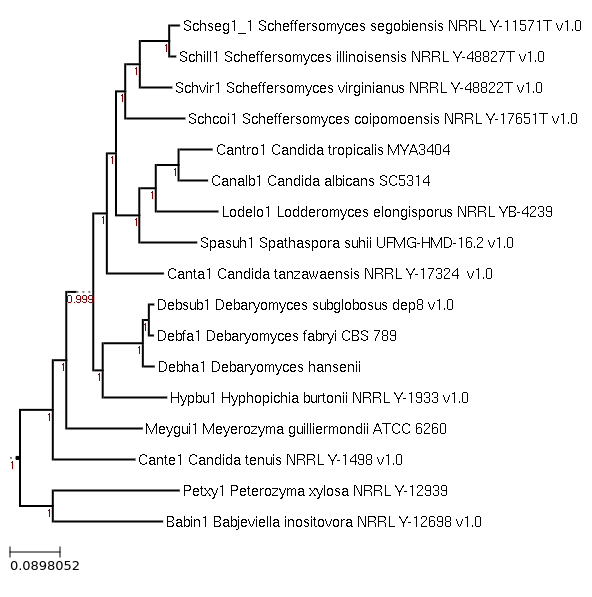 Maximum-Likelihood phylogeny generated by FastTree for Debaryomyces fabryi CBS 789 and related species