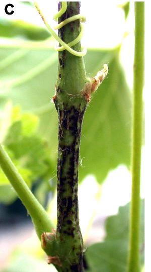 Black elongated lesions caused by Diaporthe ampelina, characteristic symptoms of Phomopsis cane and leaf spot disease.