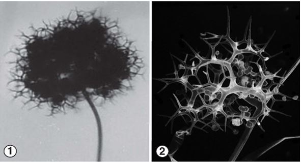 Figures 1 and 2: Unispored sporangiola in terminal heads composed of dichotomously branched fertile hyphae. Images by Gerald Benny.