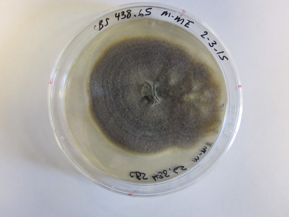 Photo of Didymocrea sadasivanii CBS 438.65 v1.0