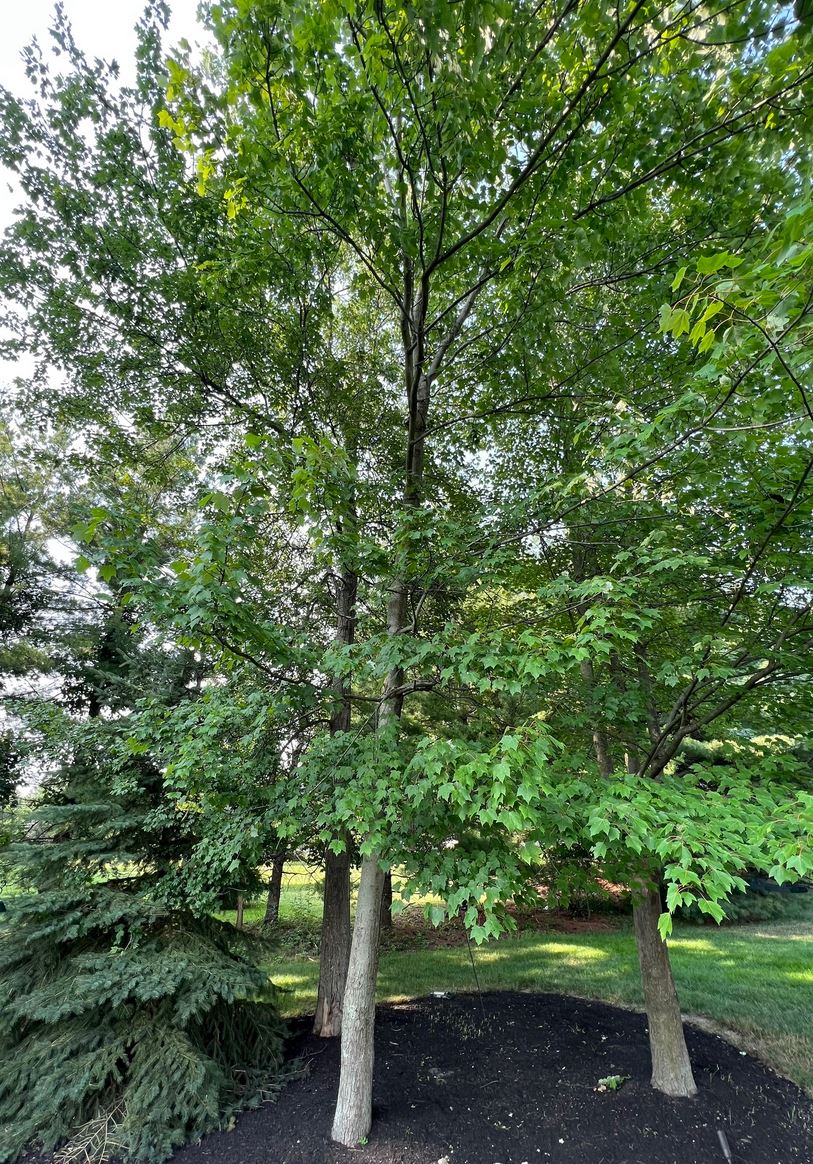 Source plant where Didymosphaeriaceae sp. SO21a was isolated. Image by Samuel Ogle. See <a href="https://www.inaturalist.org/observations/178319153">iNaturalist observation</a> for more details.