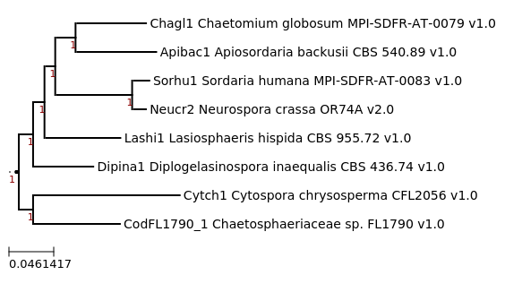 Maximum-Likelihood phylogeny generated by FastTree for Diplogelasinospora inaequalis CBS 436.74 and related species