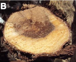 Wood canker caused by Botryosphaeria pathogens.