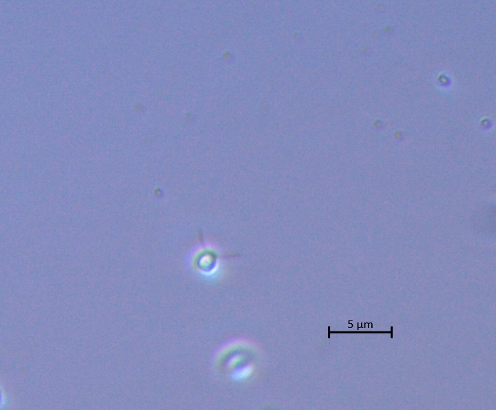 Dicrateria rotunda MicroPolar 03 F24PG5 RCC4501 in culture [Image credit: Louis Graf]