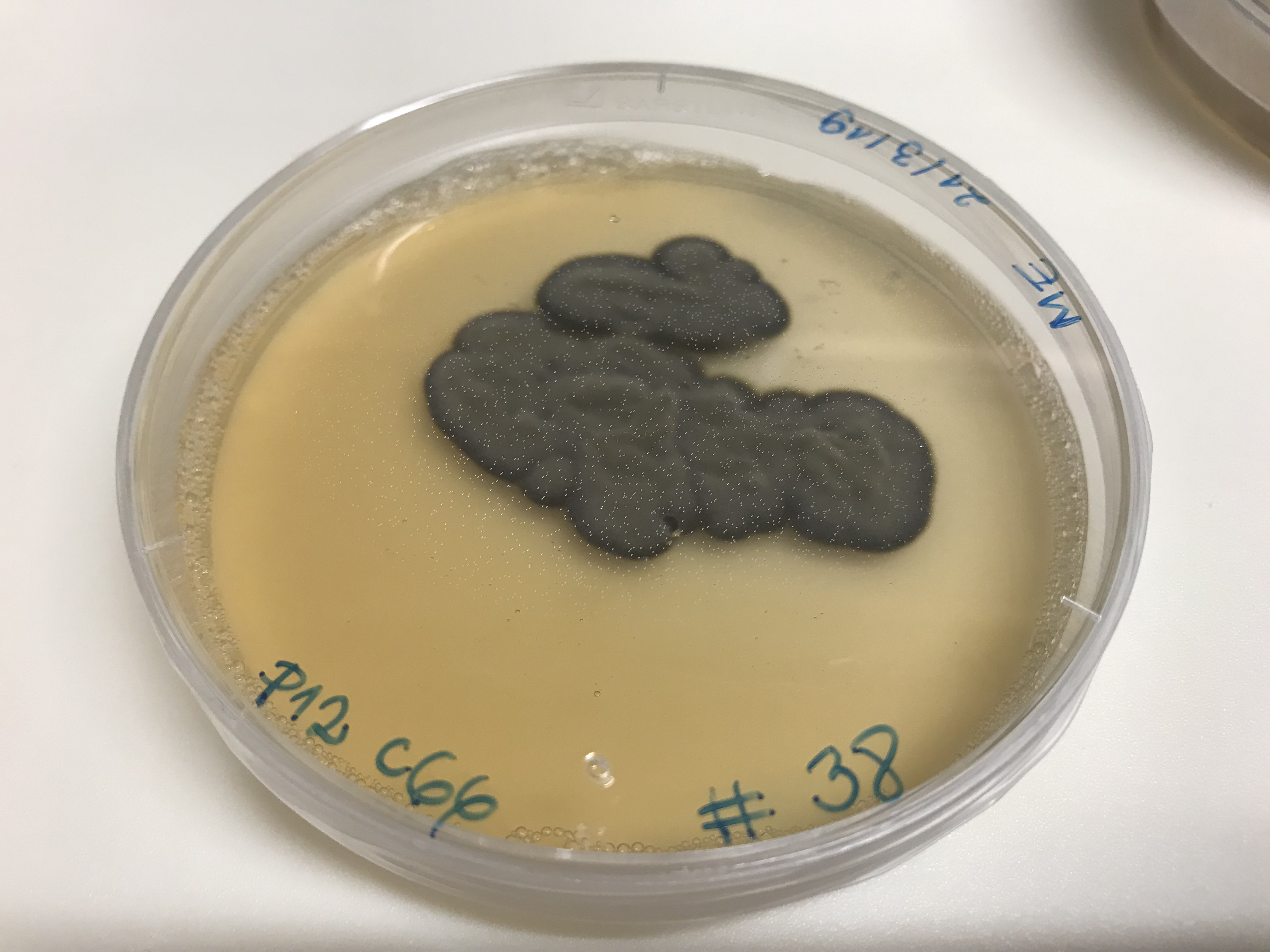 Dothideomycetes sp. P12C66 growing in the lab.
