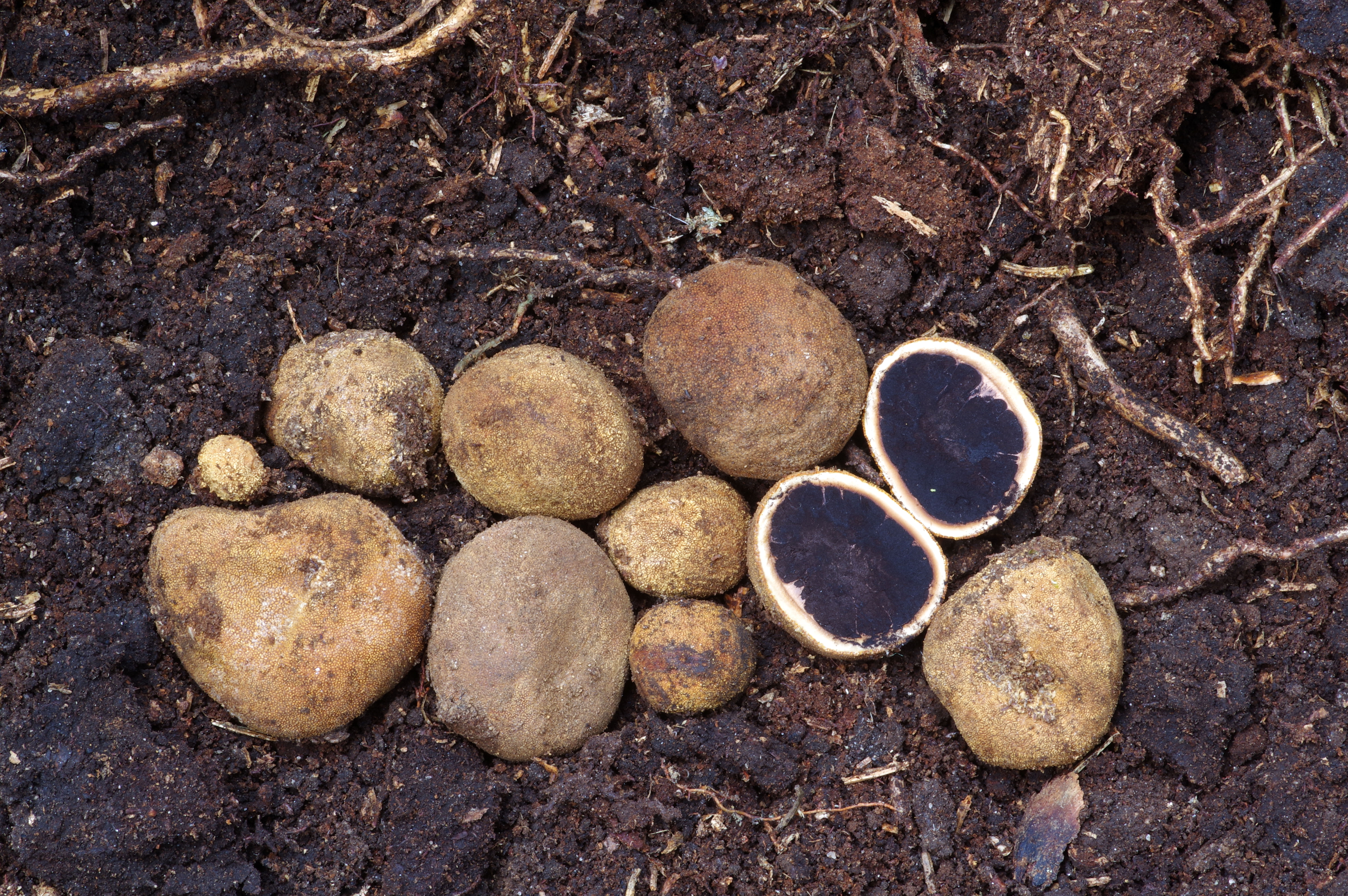 Elaphomyces granulatus
