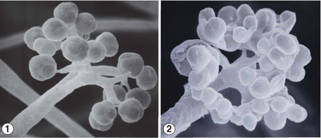 Figures 1 and 2) apical branches of Ellisomyces anomalus sporangiophores, terminating in few-spored sporangiola. Images by Kerry O'Donnell.