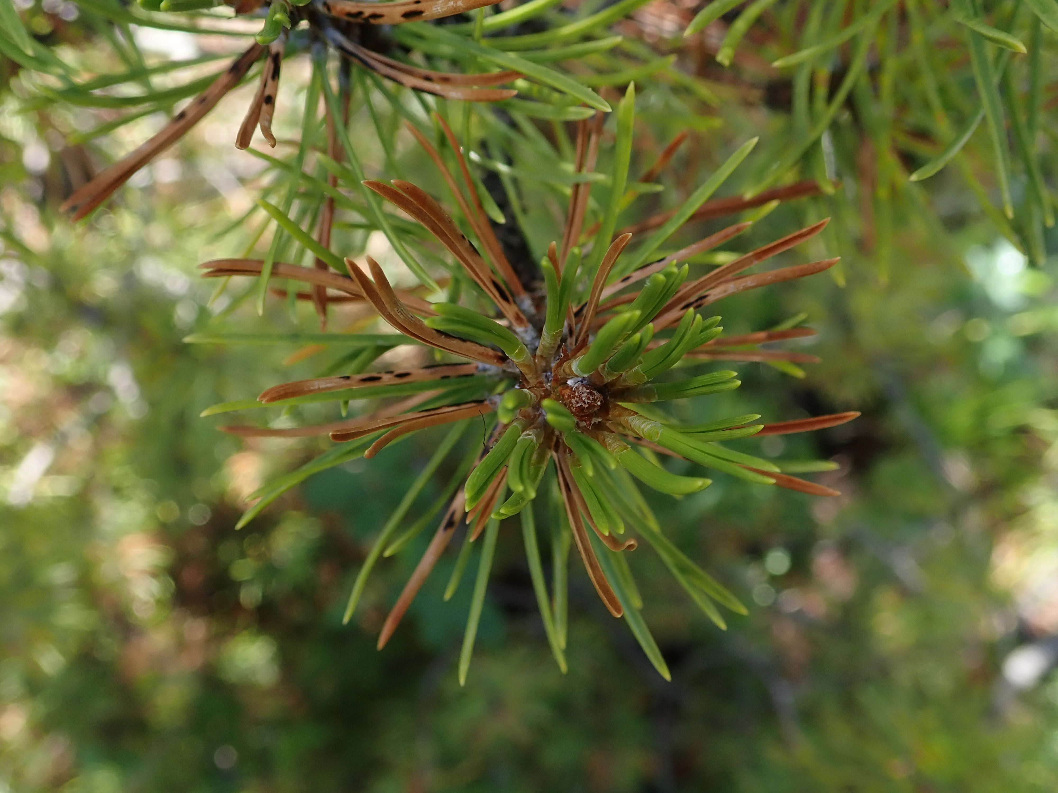 Fruiting bodies of Elytroderma deformans on Lodgepole pine.