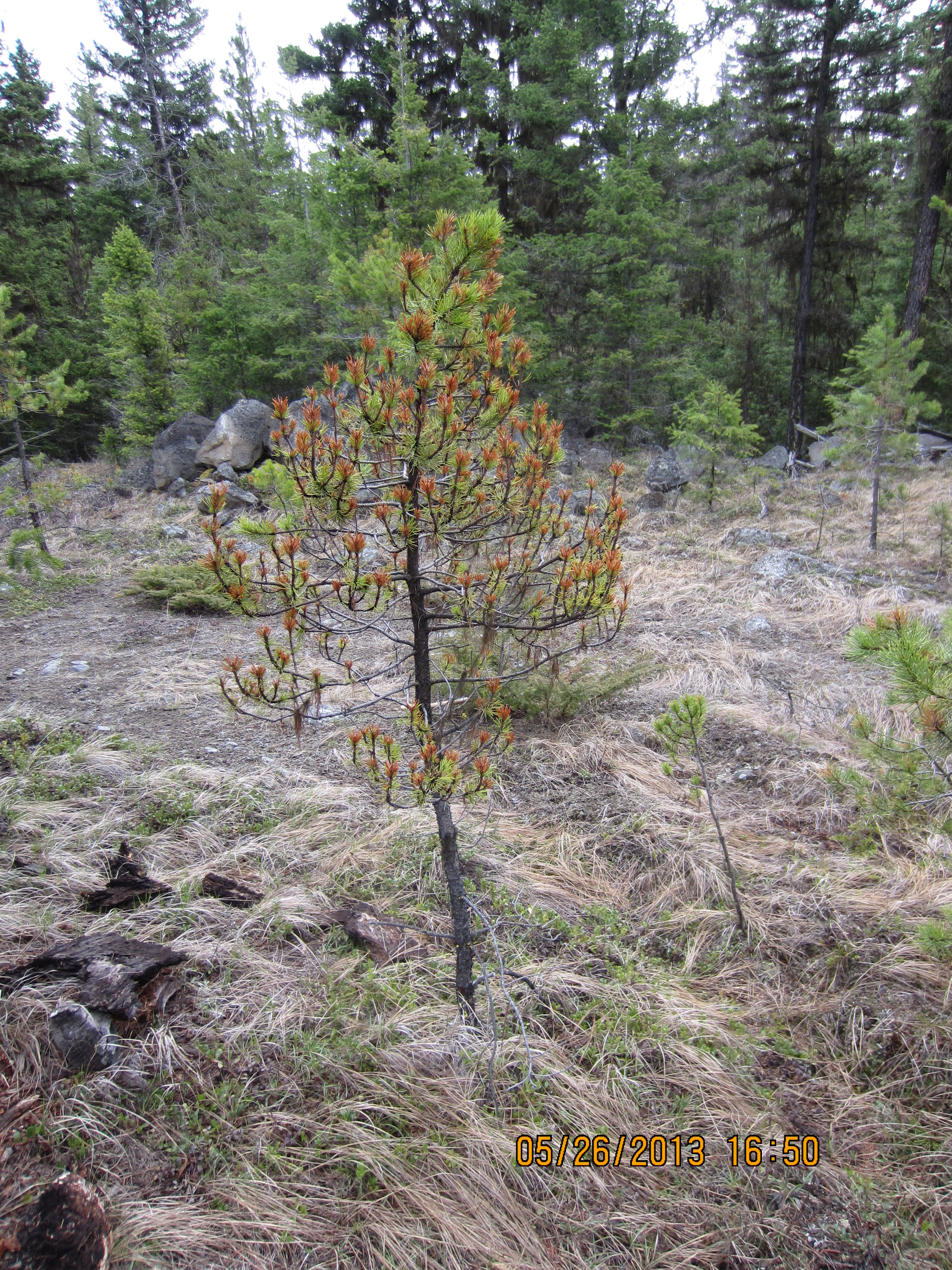 Severe stunting caused by Elytroderma deformans on Ponderosa pine.