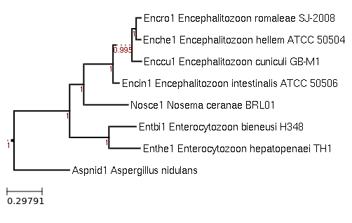 Photo of Enterocytozoon hepatopenaei TH1