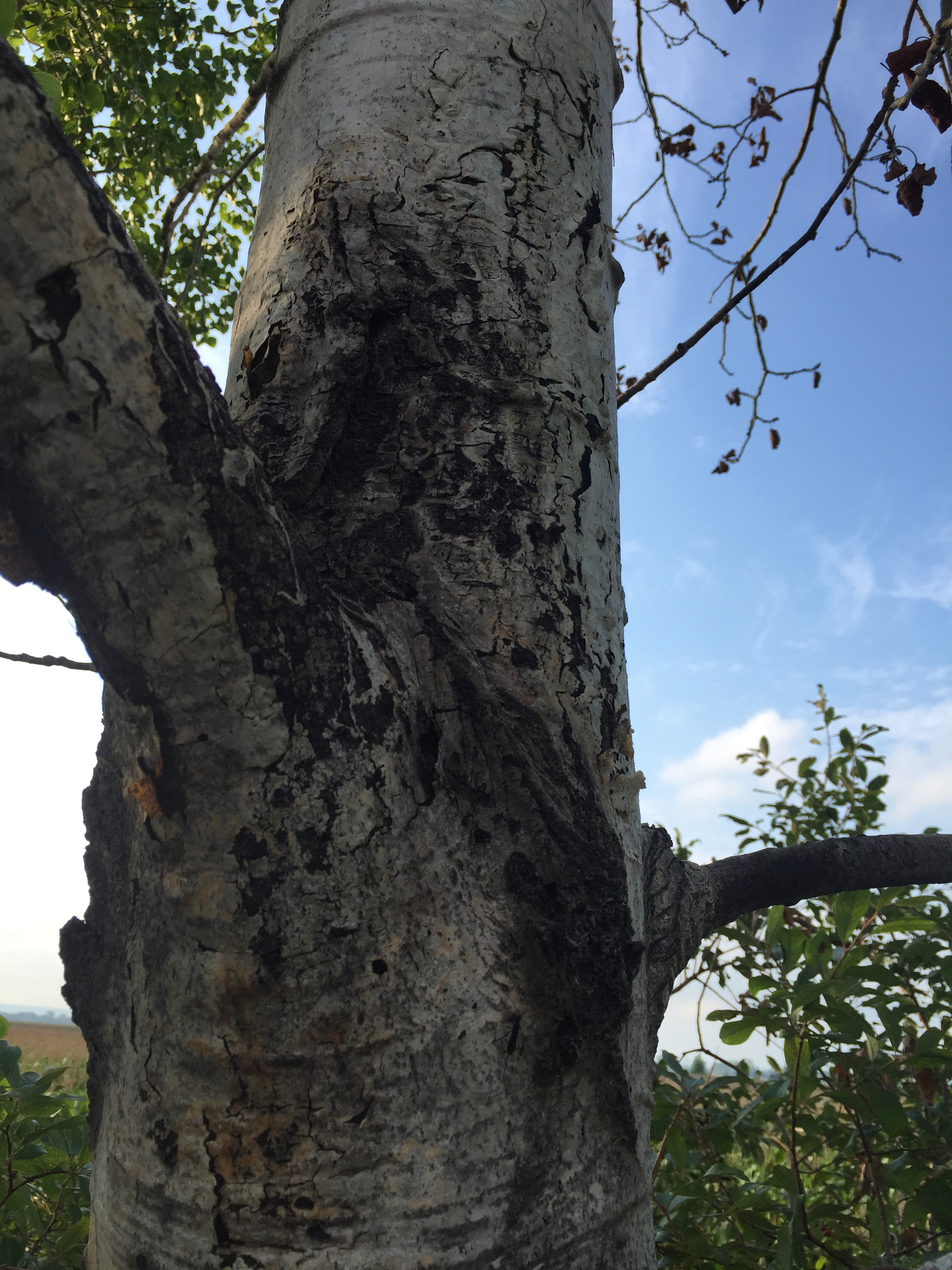 Symptoms of Hypoxylon canker on quaking aspen, Populus tremuloides