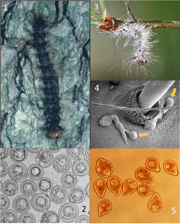 Entomophaga maimaiga Humber, Shimazu & R.S. Soper 1. Late instar Lymantria dispar larva killed by E. maimaiga and containing resting spores, 2. Resting spores (average 32 µm diameter), 3. Early instar Lymantria dispar larva killed by E. maimaiga gripping twig with prolegs. Dark setae appear white because they are covered with conidia that have been ejected, 4. Appressoria (arrows) produced from germinated conidia at the base of a seta on L. dispar larval cuticle, 5. Pyriform conidia with large oil droplets, averaging 21 x 26 µm (stained with aceto-orcein). Images by Ann Elizabeth Hajek.