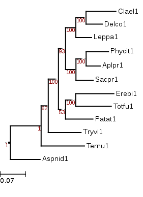 A phylogenetic tree showing the placement of Eremomyces bilateralis (Erebi1).
