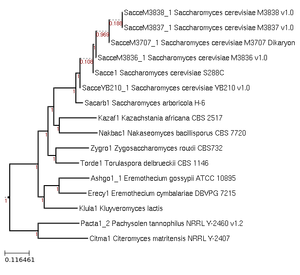 Maximum-Likelihood phylogeny generated by FastTree for Eremothecium cymbalariae DBVPG 7215 and related species